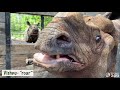 Rhino Vocalizations- Greater One-Horned Rhino And White Rhinos
