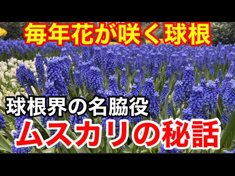 ムスカリ ボツリオイデス