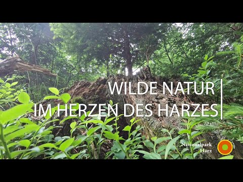 Nationalpark Harz - Wilde Natur im Herzen des Harzes