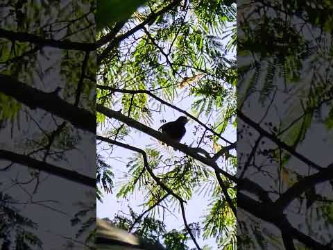 Aves de Bocas del Toro.