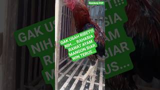 Download lagu CARA MERAWAT AYAM MANGON JUARA #ayamberkualitas #ayambangkok #ayammangon #ayamphakoy #shorts #fypシ mp3