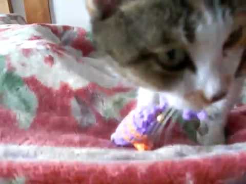 まだ眠いニャンまた後で(*^_^*)