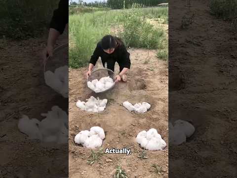 How china uses rabbits to turn desert green! 🐇🏜️