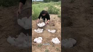 How china uses rabbits to turn desert green! 🐇🏜️