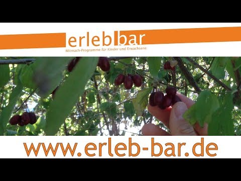 Kleines ABC der Erntehilfen – Kornelkirschen ernten und verarbeiten