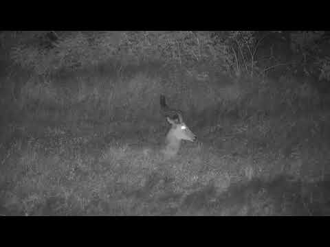 Djuma: Impala ram resting - 18:19 - 04/16/21