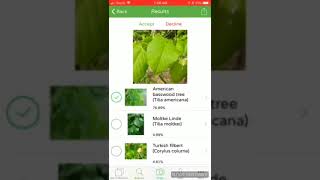 How to identify American Basswood (Tilia americana) tree with PlantSnap