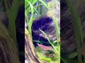 These Bubbles Are Pure Oxygen Coming From An Aquatic Plant Shorts