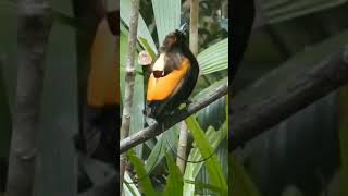 Download lagu Gacor!! Burung Asli Papua Begini suara Cendrawasih Belah Rotan 🎶 #shorts mp3 Download lagu Gacor!! Burung Asli Papua Begini suara Cendrawasih Belah Rotan 🎶 #shorts mp3