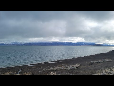 Pyramid Lake Water Babies