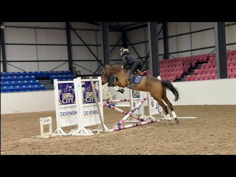 Event Horse/Amateur Allrounder - Image 2
