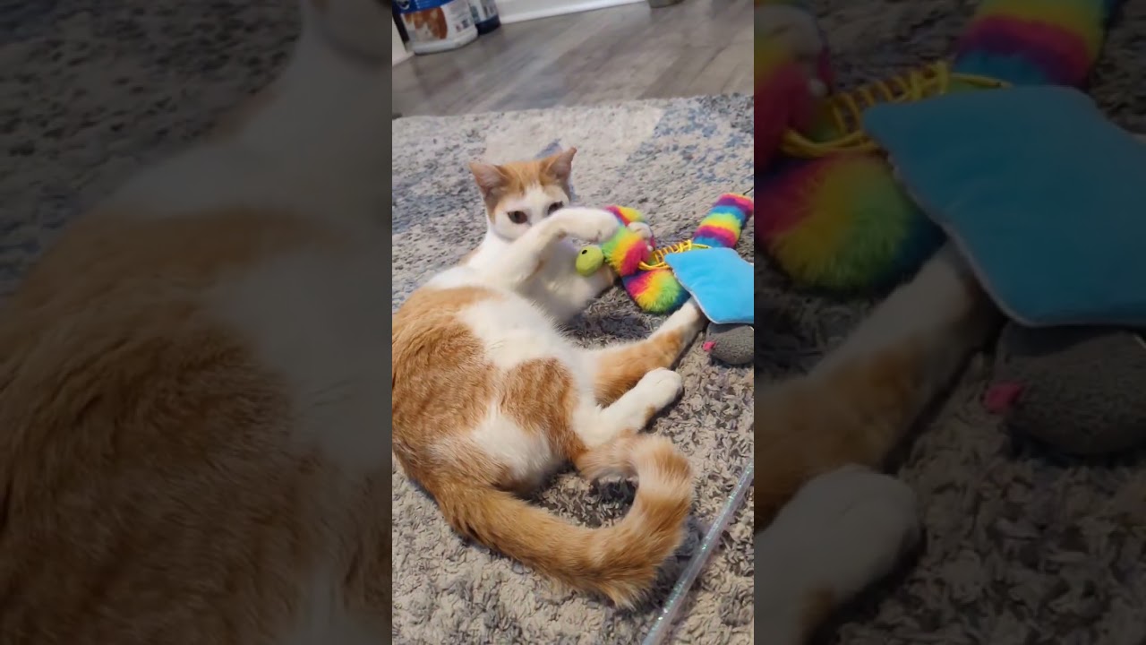 Enlarge Quinn, an adopted Domestic Short Hair in Rossville, TN video 6/6