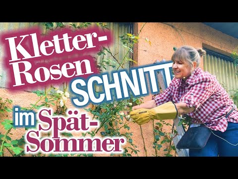 ROSEN: verwelkte Blüten schneiden im Sommer - Kletterrosen schneiden - Triebe anbinden 🌞