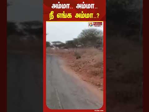 தாயைப் பிரிந்து சாலையில் அங்கும் இங்கும் ஓடி பரிதவிக்கும் குட்டி யானை..