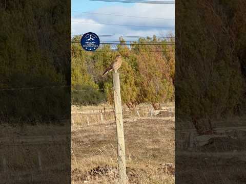 HUMEDAL TRES PUENTES EN PUNTA ARENAS 🇨🇱 Y MÚSICA DE PATAGÓN AUSTRAL