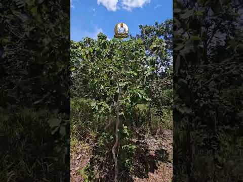 Chácara de 20.000m na região do Lago Corumbá IV em Alexânia Goiás