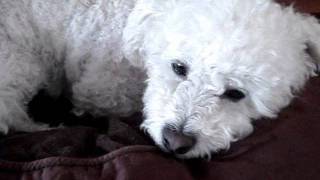 Cute Dog: Miniture Poodle Grooming and Bichon Frise