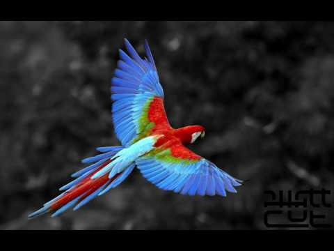 Phattcut - Mona Ki Ngi Xica x Man O To (Song for Ania)