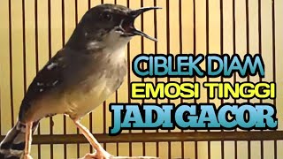 Download lagu 100% Langsung nyaut!! Pancingan ciblek agar bunyi dan EMOSI || ciblek gacor. mp3