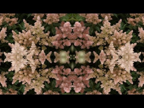 IMPATV 118 GARDENER - LATE SUMMER LAWN