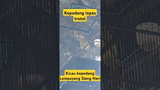 Download lagu Kicau kepodang lempuyang siang hari mp3