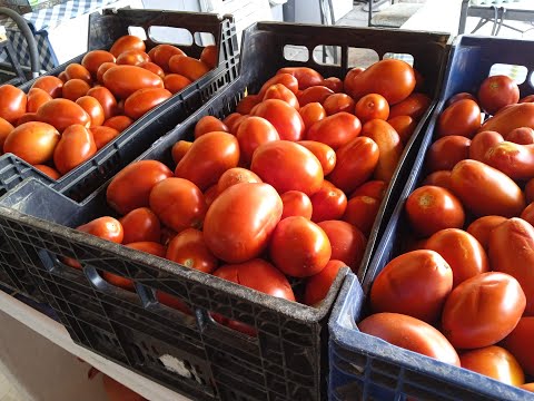 Tomato Day - Processing 30kg of Tomatoes