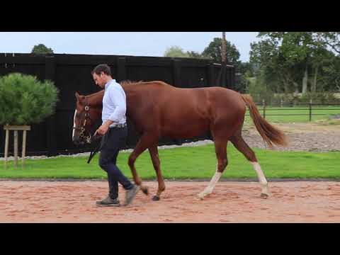 2021 October Yearling Sale - Lot 53 f. NEW BAY x MADERNIA