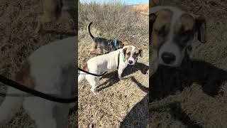 Video preview image #1 German Shepherd Dog-Unknown Mix Puppy For Sale in Green Forest, AR, USA