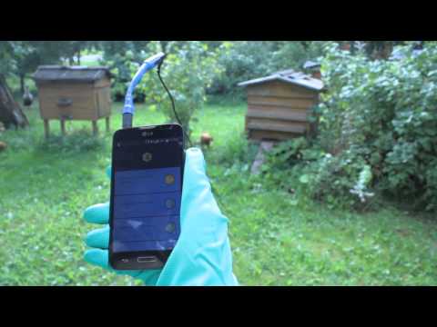 Beegnostic - diagnose bees