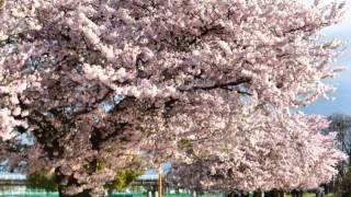preview picture of video '新居浜市国領川河川敷の見事な桜'