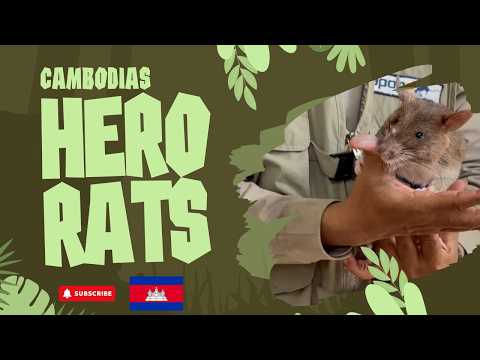 🇰🇭 I Spent a Day with Hero Rats in Cambodia 🇰🇭