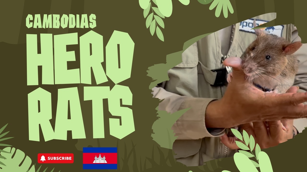 🇰🇭 I Spent a Day with Hero Rats in Cambodia 🇰🇭