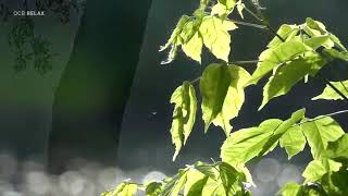 Download lagu 10 jam musik relaksasi piano terbaik, untuk musik santai, meditasi, yoga, bangkitkan semangat mp3 Download lagu 10 jam musik relaksasi piano terbaik, untuk musik santai, meditasi, yoga, bangkitkan semangat mp3