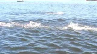preview picture of video 'Zwemwedstrijd openwater twenterand kanaalrace Vriezenveen 2009'