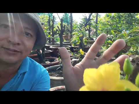 mai ghép vào thời điểm nào tháng 12 âm lịch thế nào