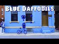 Mike Lavi - "Blue Daffodils" (Official Video)