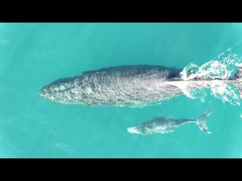 12 17 22 whale close to shore MG Point HD