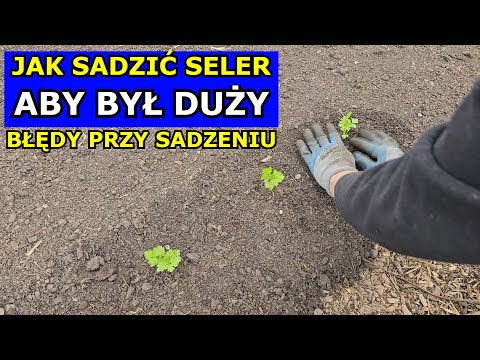 How to Plant Celery to Make It BIG. Planting Celery Wrong. How to Plant Root and Leaf Celery. Cul...