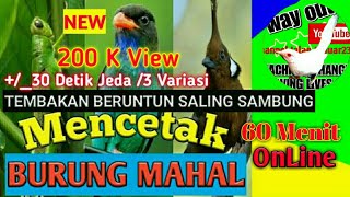 Download lagu MASTERAN  TERBAIK Tembakan Beruntun 30 Detik Sambung Belalang, Tengkek Buto, Cililin 60 Menit mp3