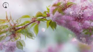 Msica Relaxante I Musica Relaxante para Massagem