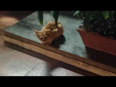 I found this little kitten outside Baskin Robin's..❤️