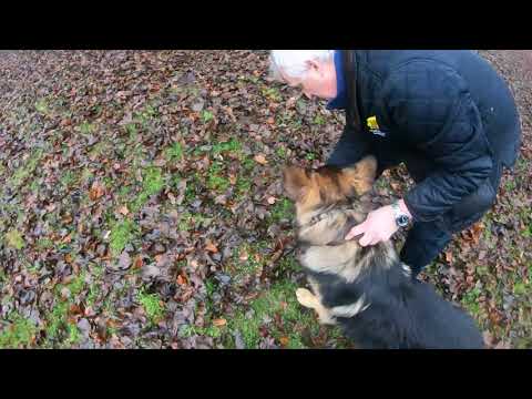 Cheshire Dog Services Ltd video.