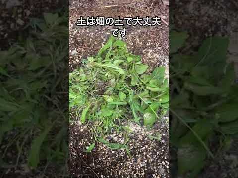 観葉植物用の天然肥料を作る方法 コーヒーかすを安く作る方法