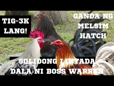 PYLE HATCH, MELSIM HATCH, LEMON SWEATER, MCRAE HATCH, TIG-3K LANG! | SOLID MGA DALA NI BOSS WARREN