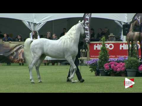 Bruges National Senior Stallions Ch