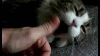 Annoying the Gopher
