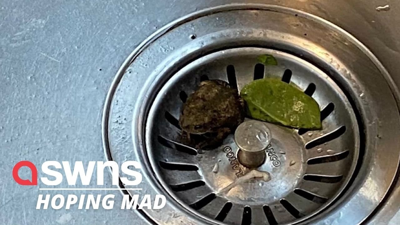 Una mujer encuentra una rana viva en una bolsa de espinacas de Aldi