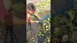 Download lagu Menguras dan menangkap ikan digenangan air yang ada dipiggir sungai saat kemarau panjang mp3