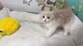 スコティッシュフォールドの動画01