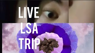 Live LSA (morning glory) Trip Report [LEGAL]